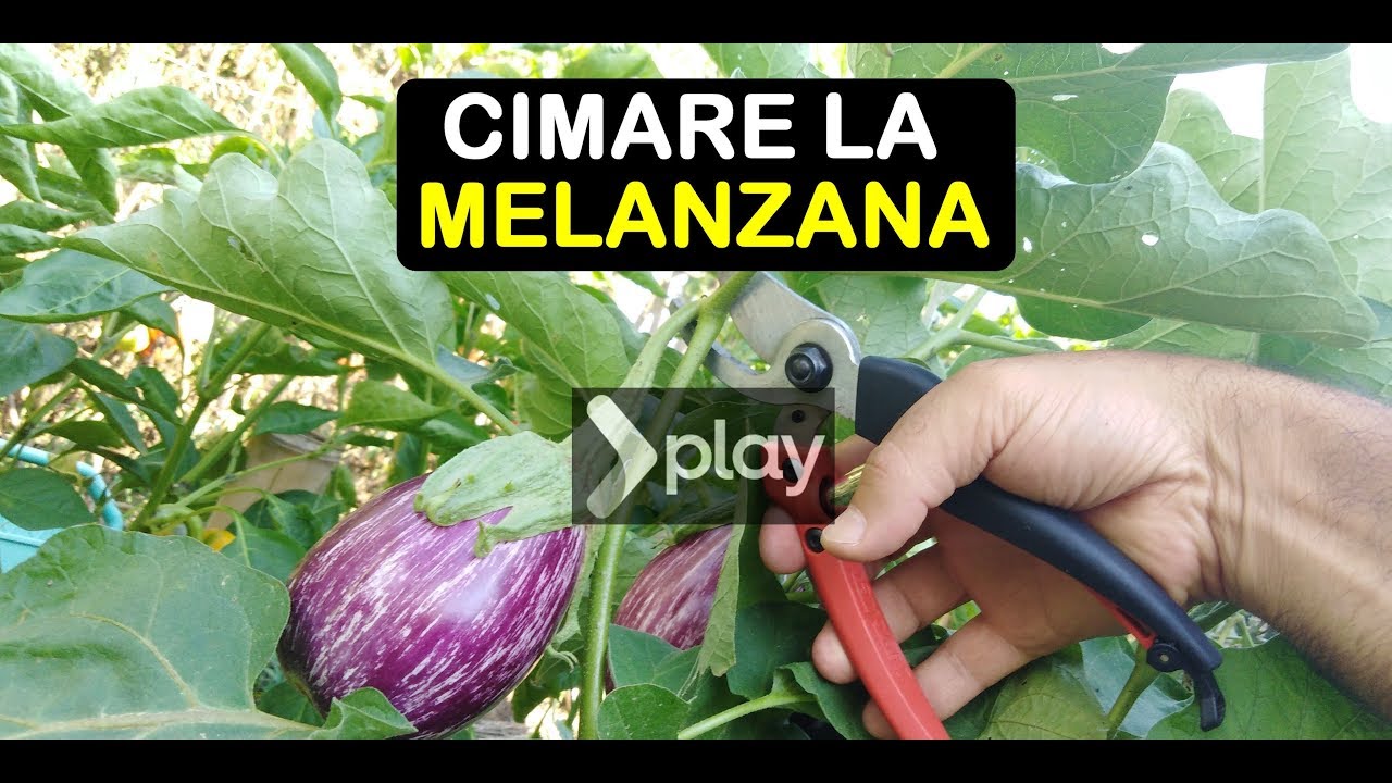 CIMARE LA MELANZANA