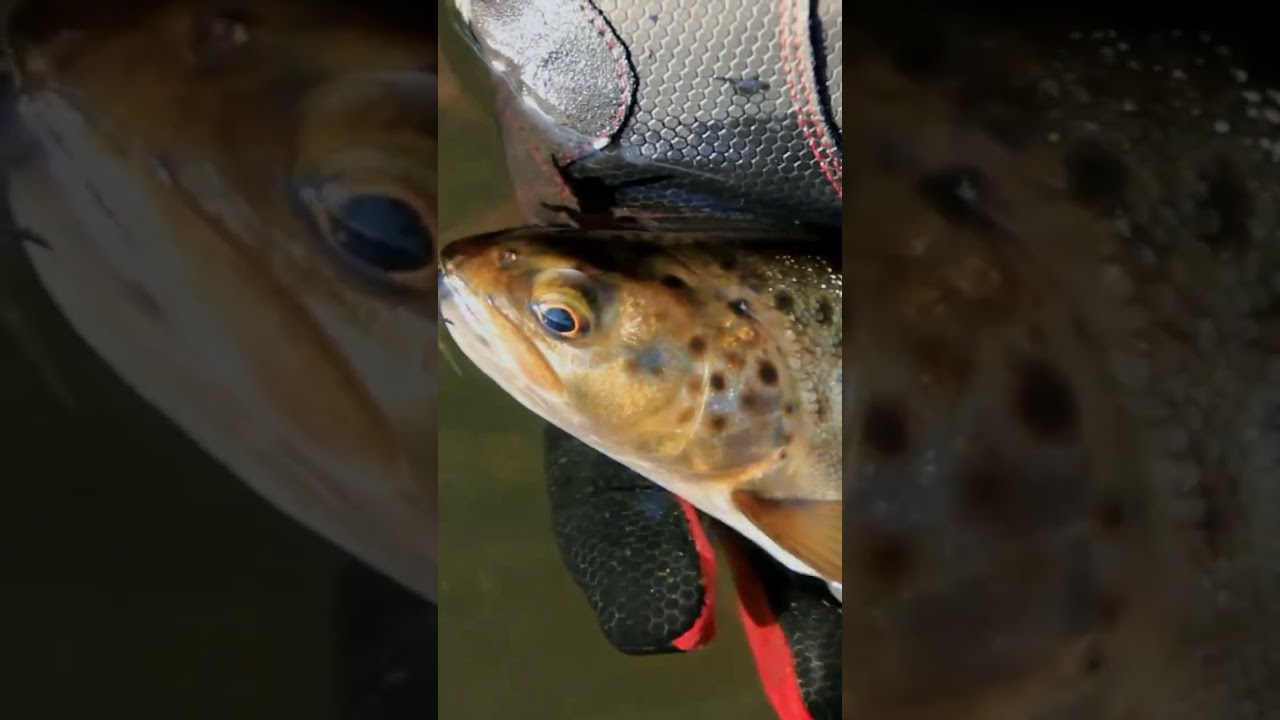 Best Practices for Fish Handling and Catch & Release