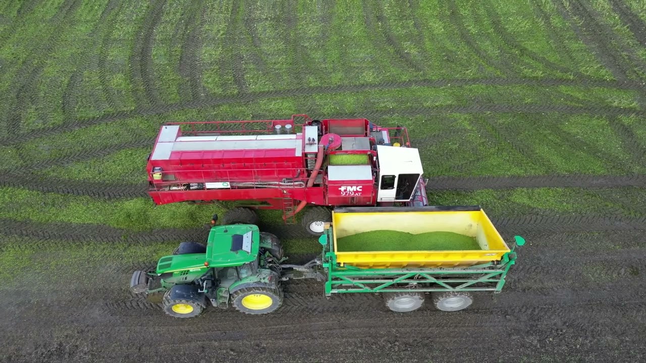 12 september 2025; De oogst van Edamame sojabonen op Harrysfarm