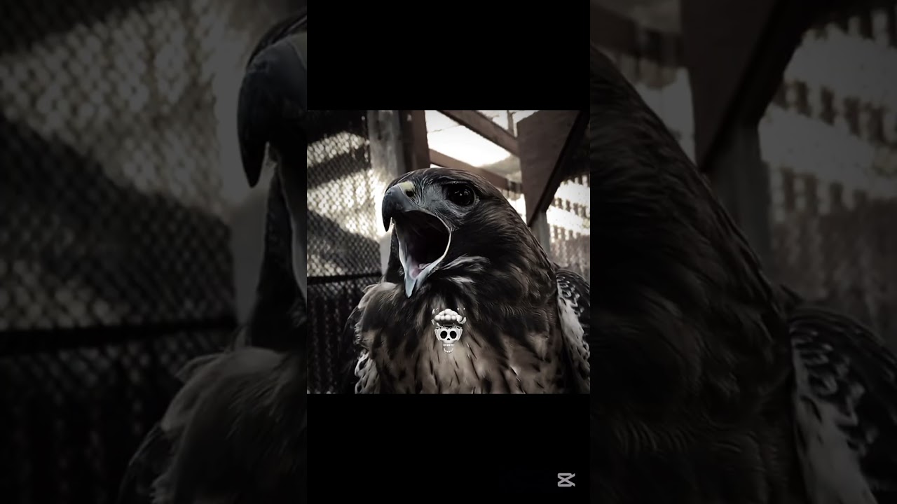 Bird Sounds💀 ##shorts #birds #sound #edit