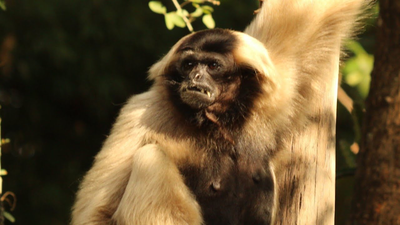 Meet the Critically Endangered Pileated Gibbon