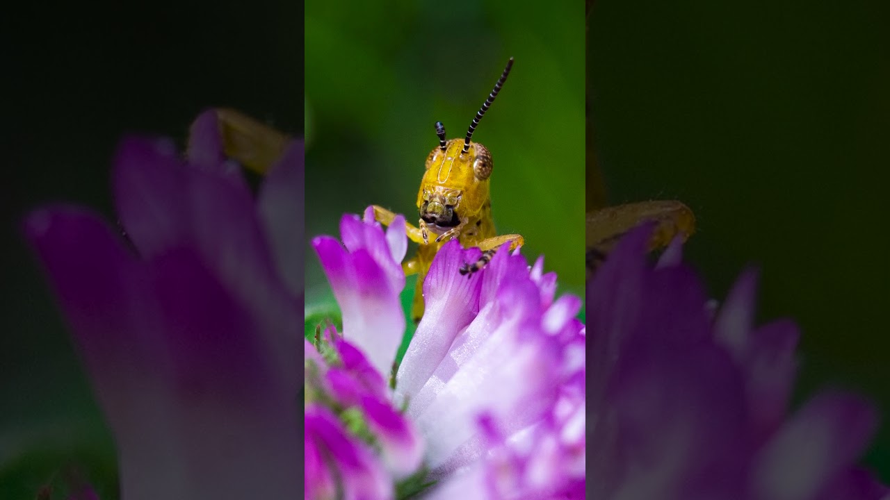 Turn Any Lens into a Macro Lens with Fotodiox Macro Tubes! 