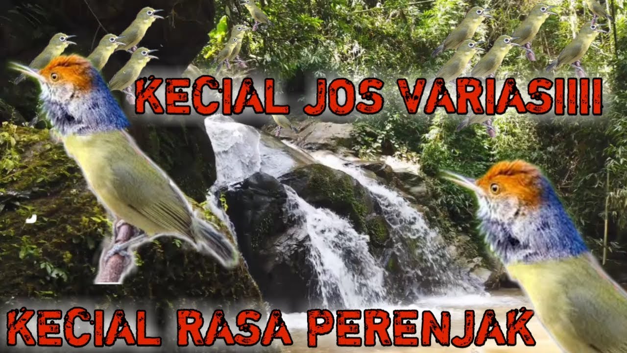Kecial jos variasi
