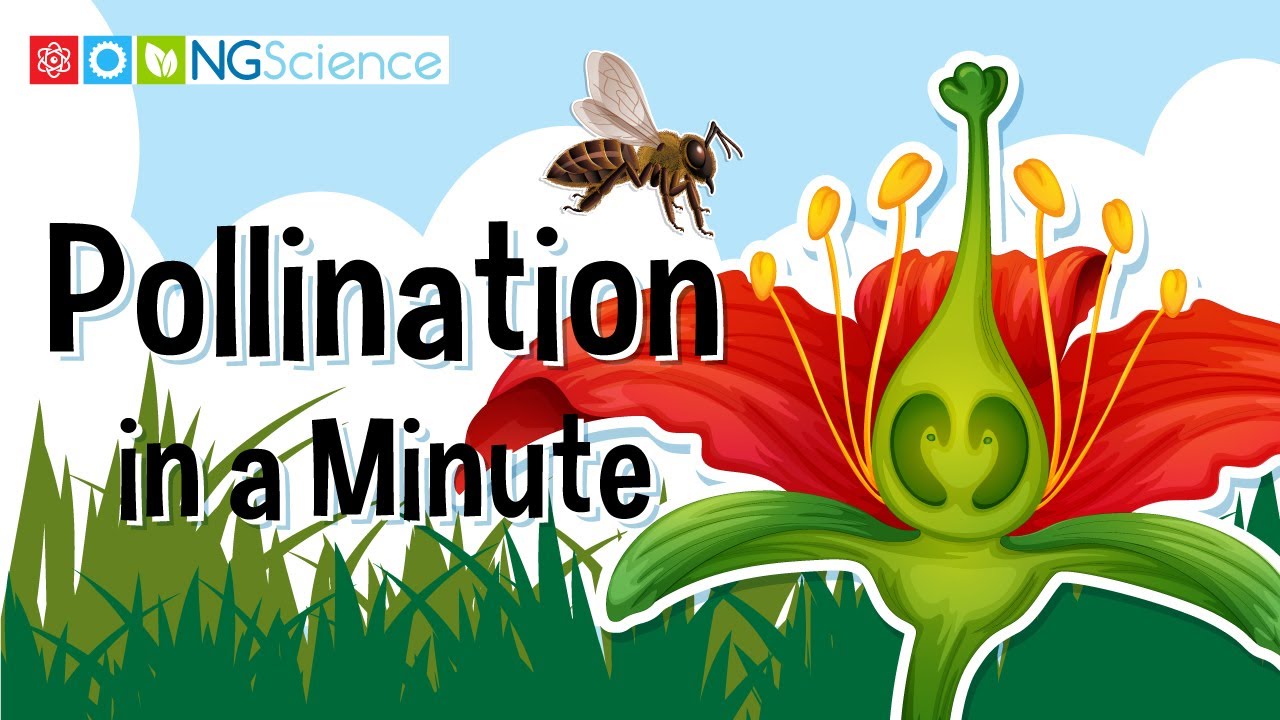 Pollination in a Minute
