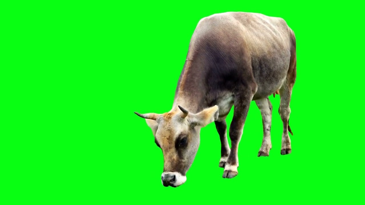 green screen video cow no copyright #greenscreen #cartoongreenscreen #animalgreenscreen #cowdance