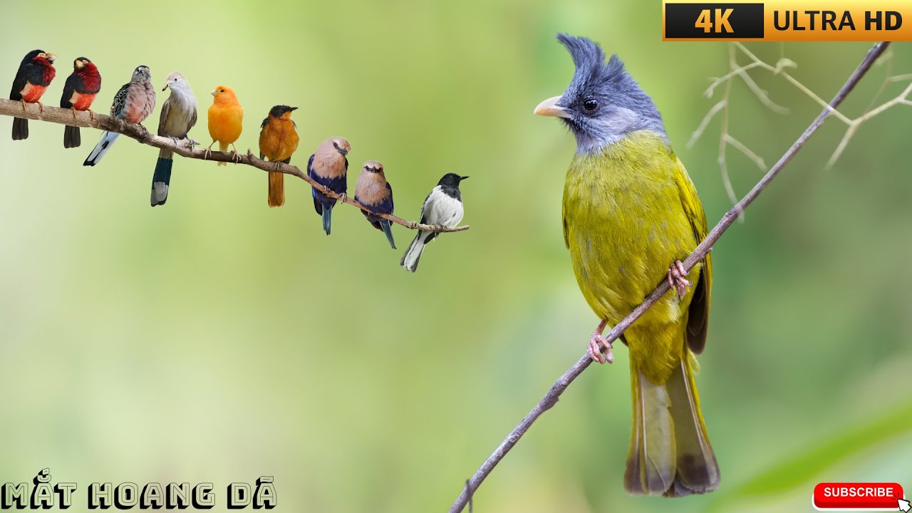 Top Những Lo&agrave;i Chim C&oacute; Giọng H&oacute;t Hay Nhất Khiến Cả Khu Rừng Như H&ograve;a Nhạc