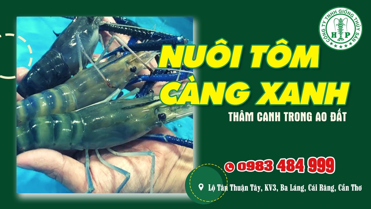 Nuôi Tôm Càng Xanh thâm canh Trong Ao Đất