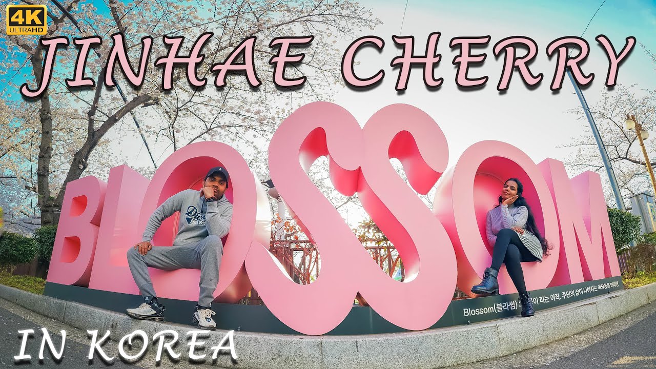 South Korea Jinhae Cherry Blossoms Festival 4K | සකුරා මල් පිපිලා ( කොරියාවේ සකුරා මල් උත්සවය)