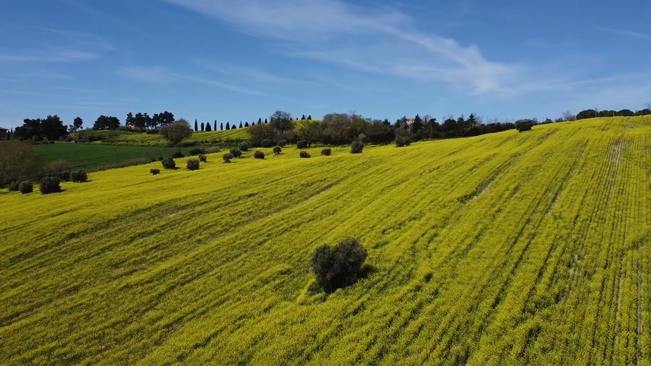 PRIMAVERA NELLE COLLINE MARCHIGIANE drone