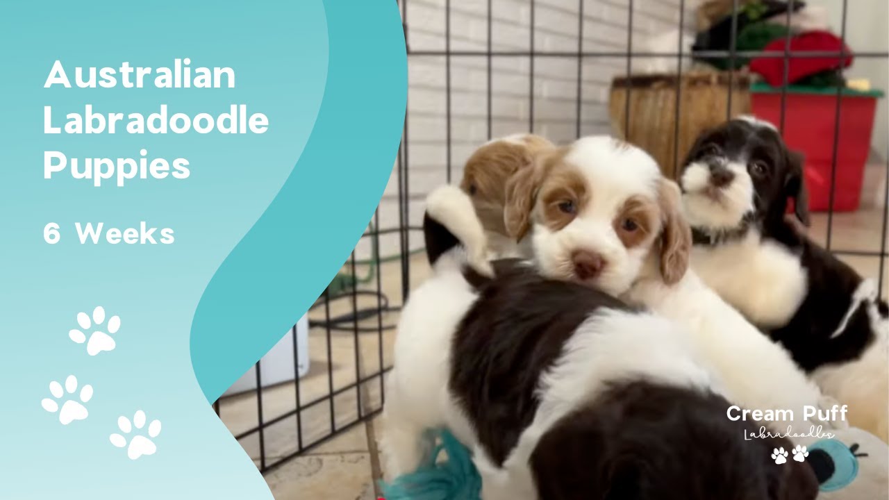 Medium Australian Labradoodles: Faith, Hope & Parti (Minnie) x On Broadway (Cowboy)