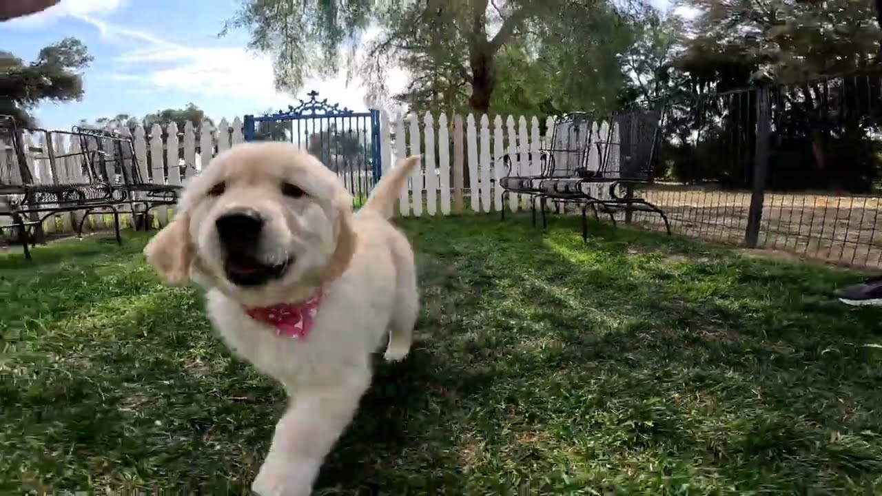 Maggie doing some practice training.Golden retriever puppy.