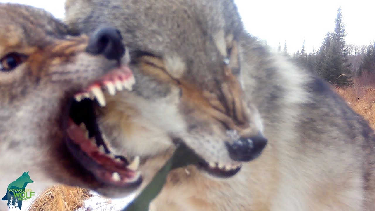 Wolf pups attack trail camera in northern Minnesota