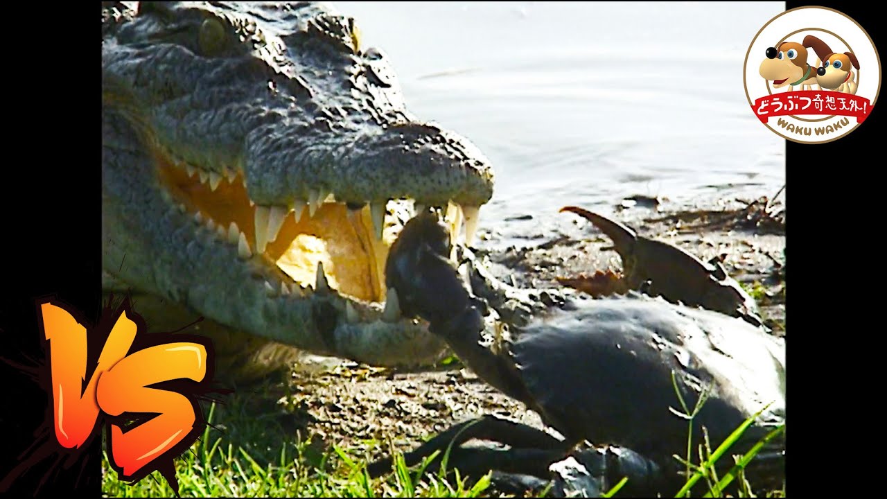 The World's Largest Crocodile Takes on Giant Crab in Fight to the Death! 【Amazing Animals/WAKUWAKU】