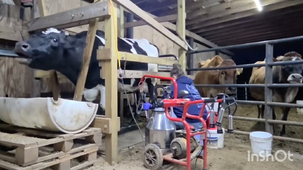 From Bottle Calves to Milking | Evening Farm Chores on our micro-dairy