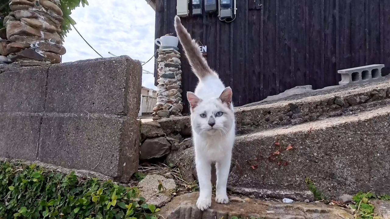 島のカフェから出てきた白猫ちゃんがかわいすぎた