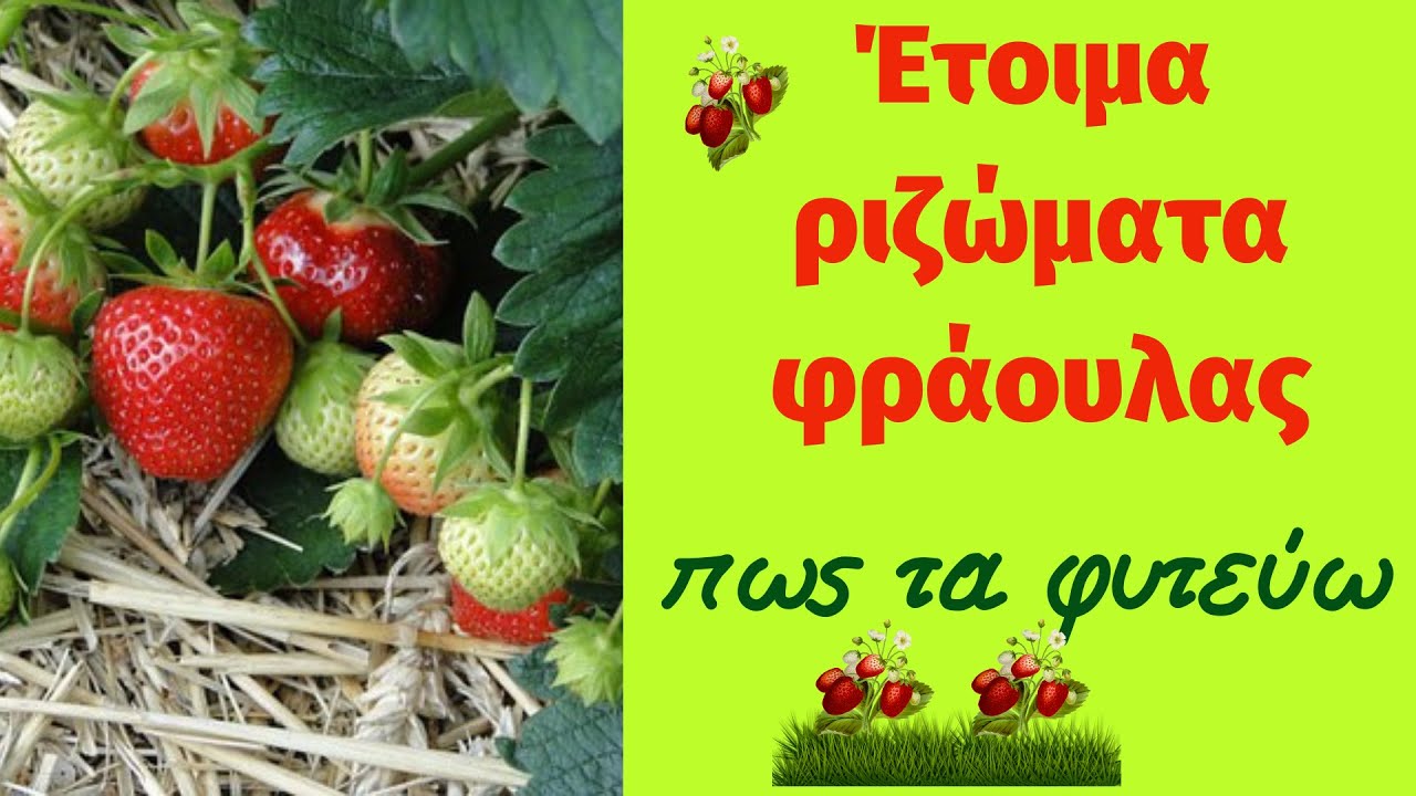 Πως φυτεύω τα έτοιμα ριζώματα φράουλας