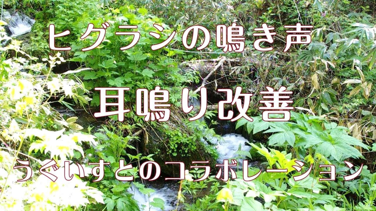 【耳鳴り治療音】耳鳴りに効果大 ヒグラシの鳴き声とうぐいすとのコラボレーション