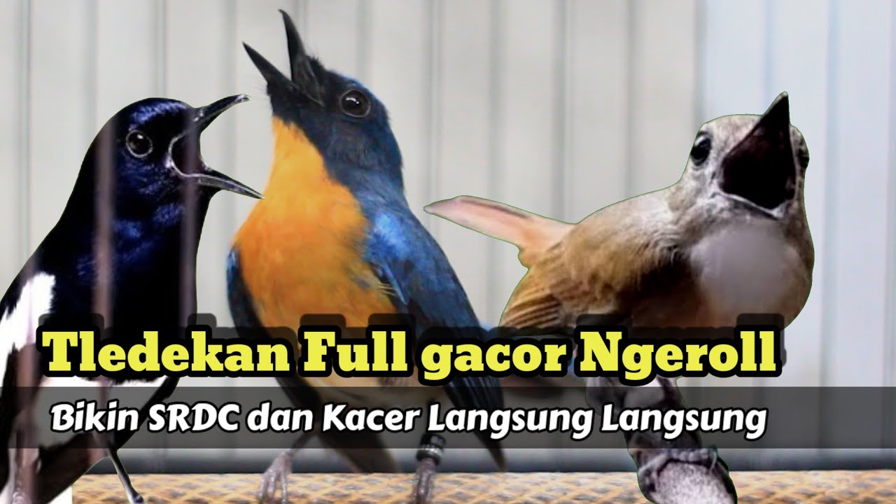 GACORNYA TLEDEKAN GUNUNG INI AMPUH DONGKRAK EMOSI KACER DAN SRDC