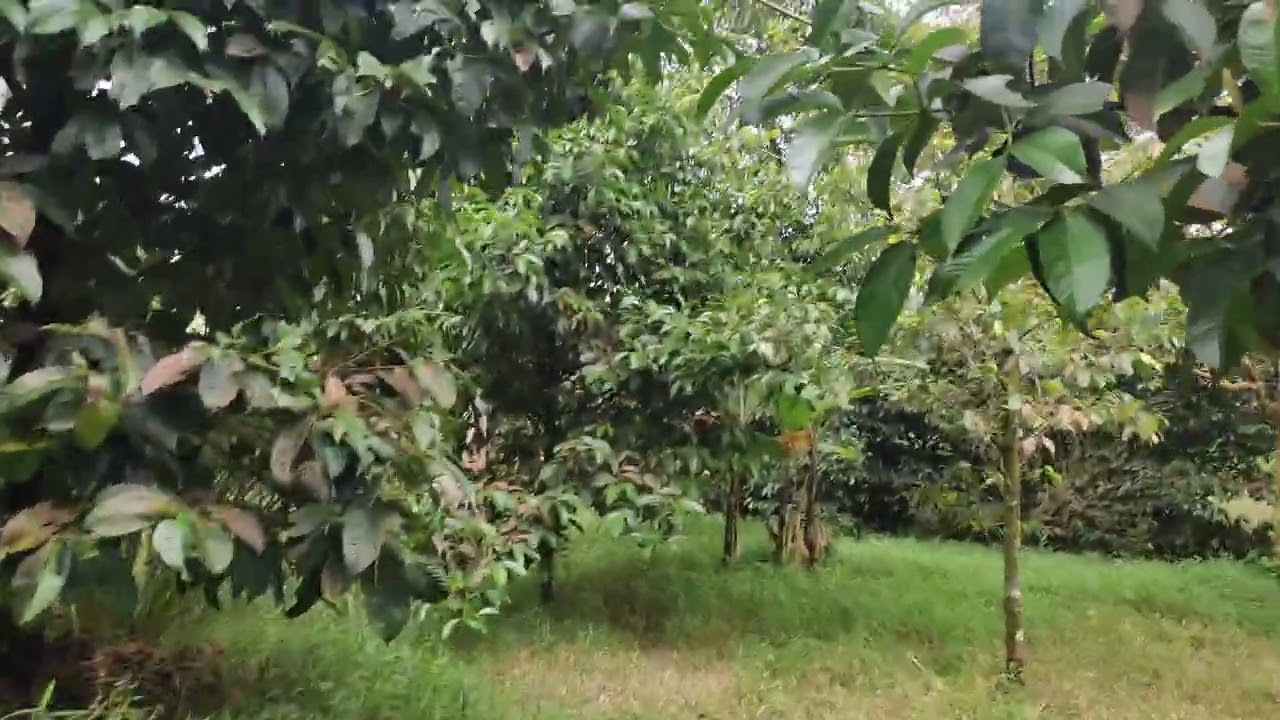 jual tanah kebun luas 2,5 hektar surat SHM harga 160 ribu per meter#tanahmurahdibogor
