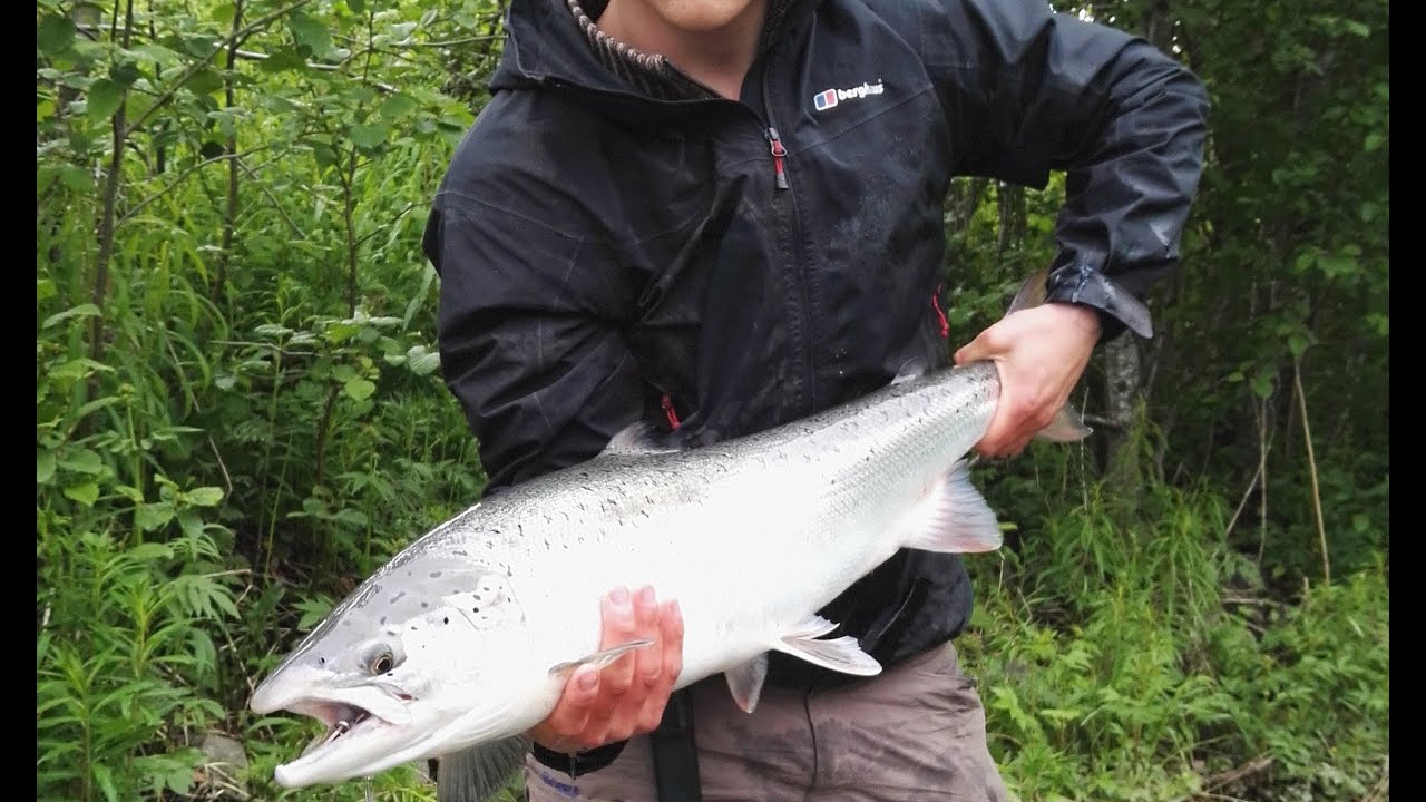 Fiske i Salangselva 2017 - Caught Silver Salmon in Salangen