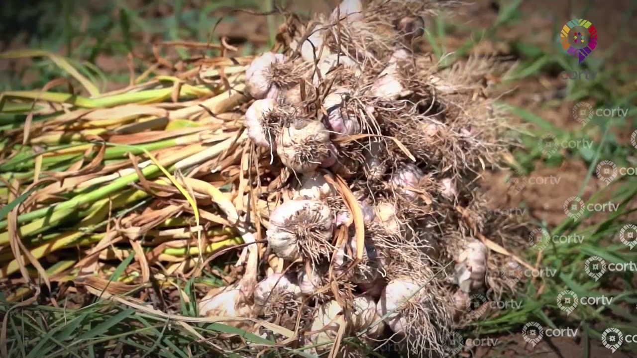 COSECHA DE AJO EN SANTA CRUZ PAPALUTLA