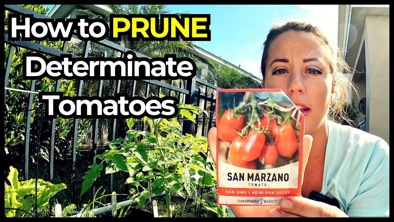 How to Prune a Determinate Tomato Plant - San Marzano