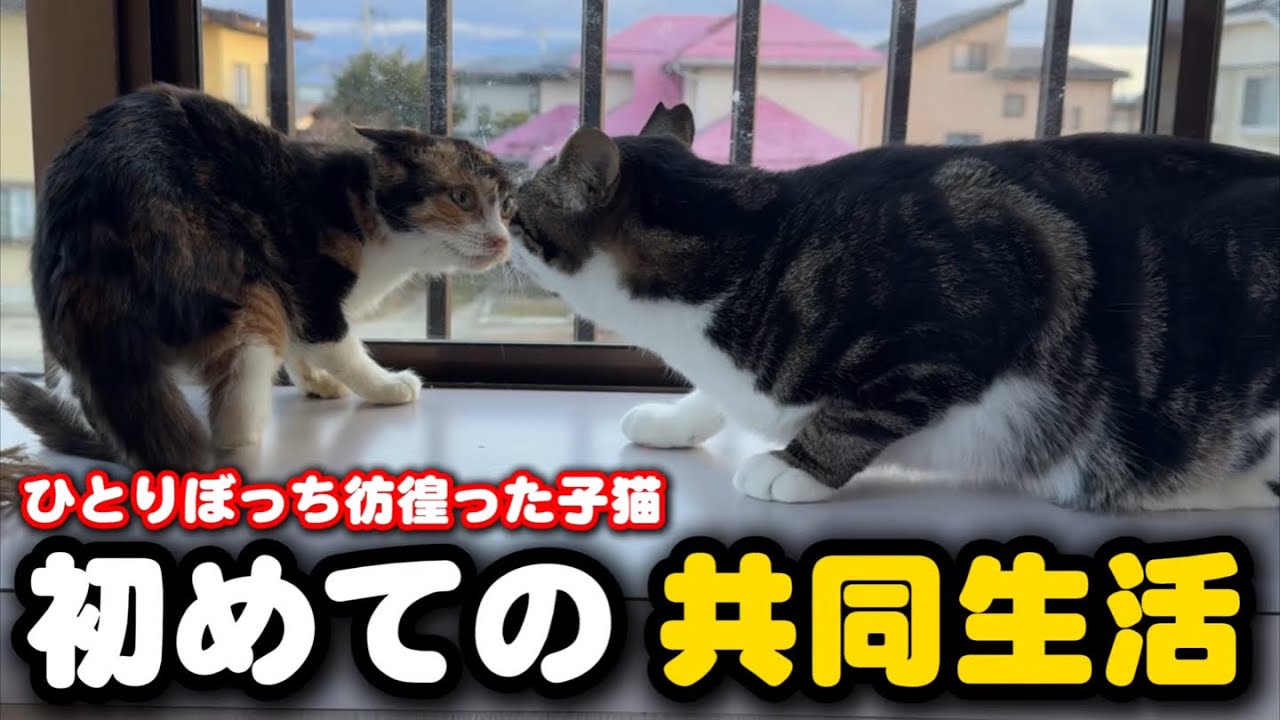 子猫が隔離期間を終え先輩達の部屋へ引越しました
