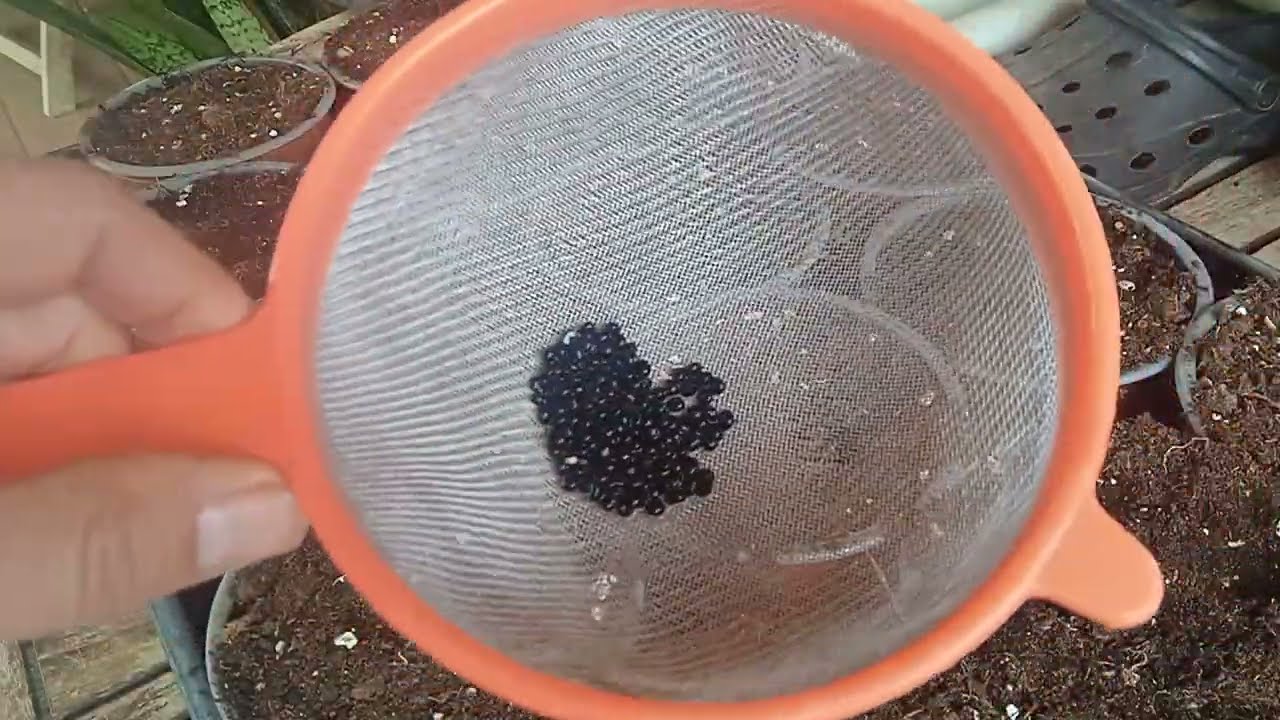 SEMBRAR ESPÁRRAGOS DE SEMILLA,20_12_25