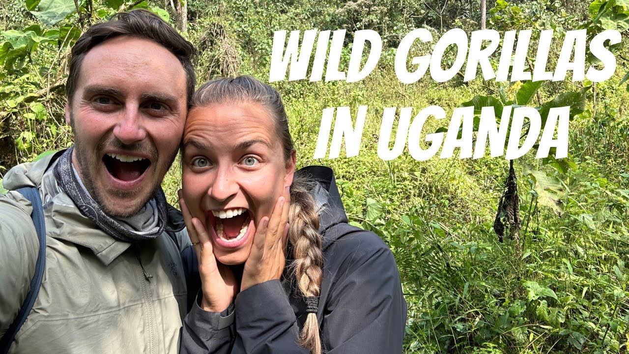 WE WENT TREKKING WITH GORILLAS IN UGANDA