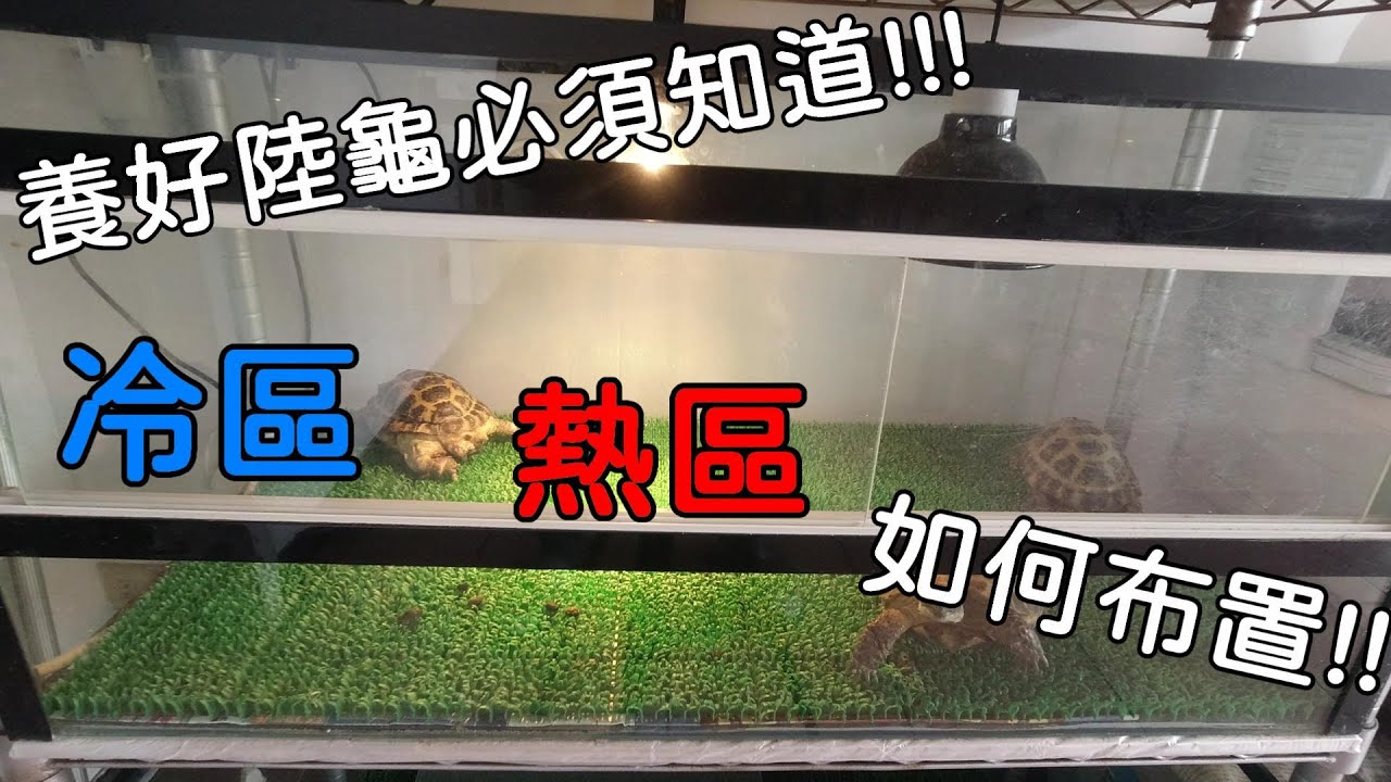 輕鬆養陸龜EP1 如何布置陸龜環境【簡單養好陸龜】