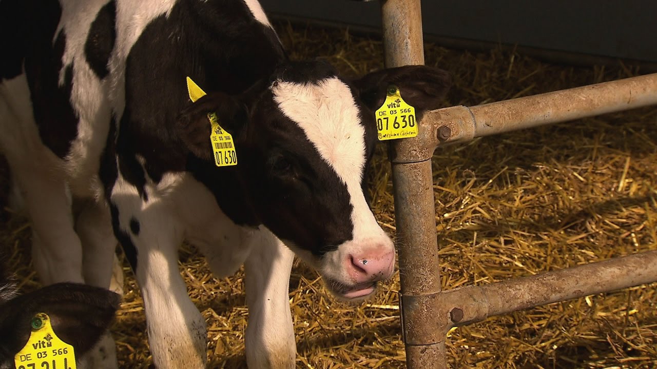 Exportschlager Milch | SPIEGEL TV