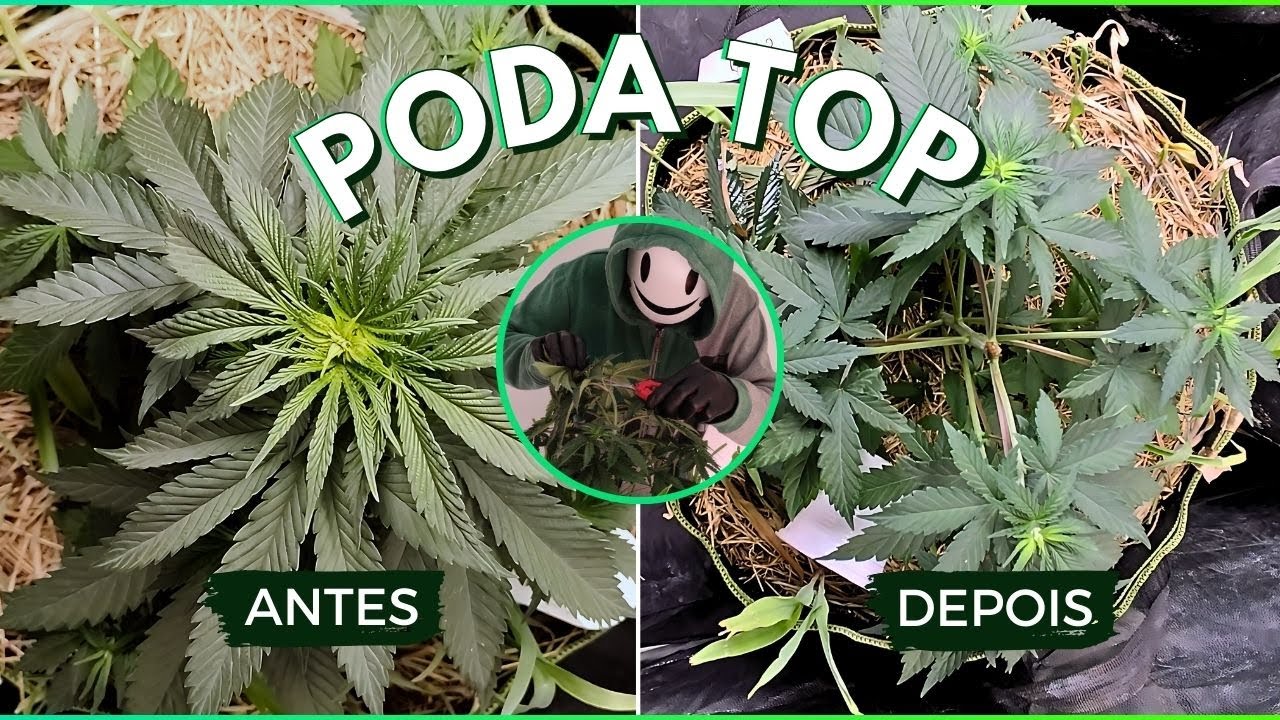 Como Fazer Poda Top em Cannabis: Guia Completo + B&ocirc;nus