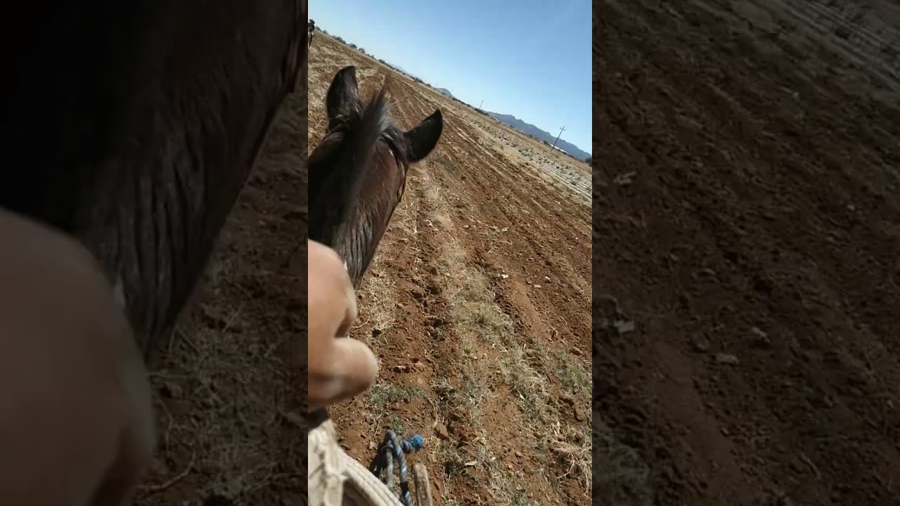 Esto es algo de lo poco que se hace en tiempo de secas con el ganado en el rancho 