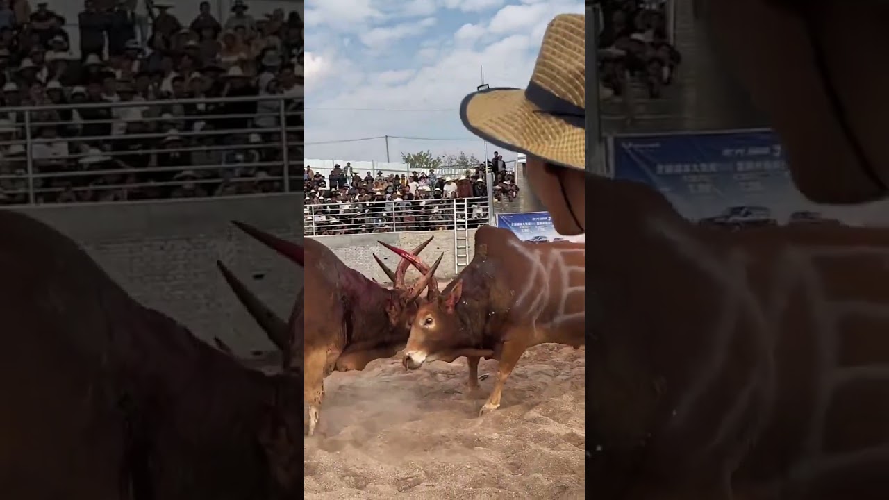 狙击手??佩奇#弘扬和传承民俗文化 感谢高风险拍摄者#斗牛爱好者一路长虹 抖音小助手