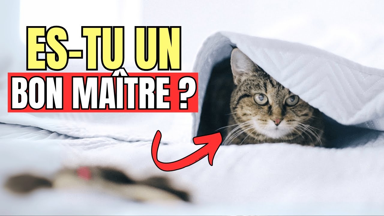 10 signes que tu es un excellent ma&icirc;tre pour ton chat