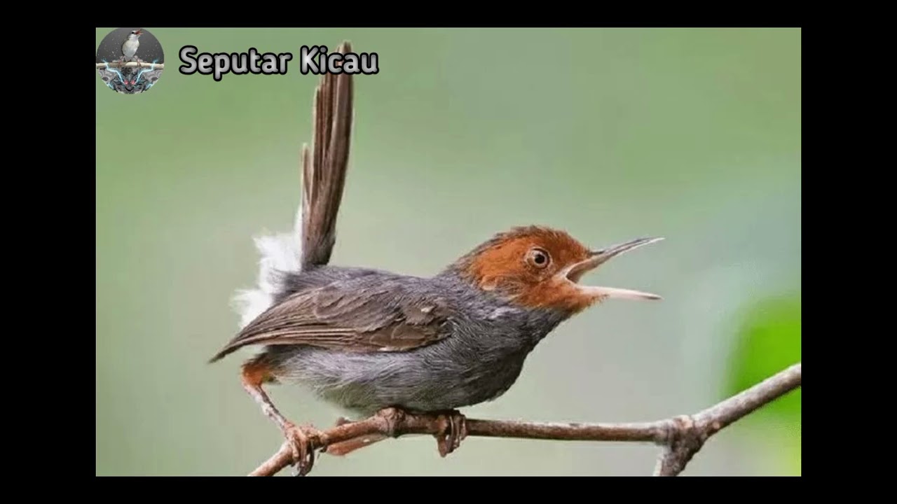 Masteran Prenjak Kepala Merah/Prenjak Tirrr, Jernih Jeda 5 Detik Gacor panjang
