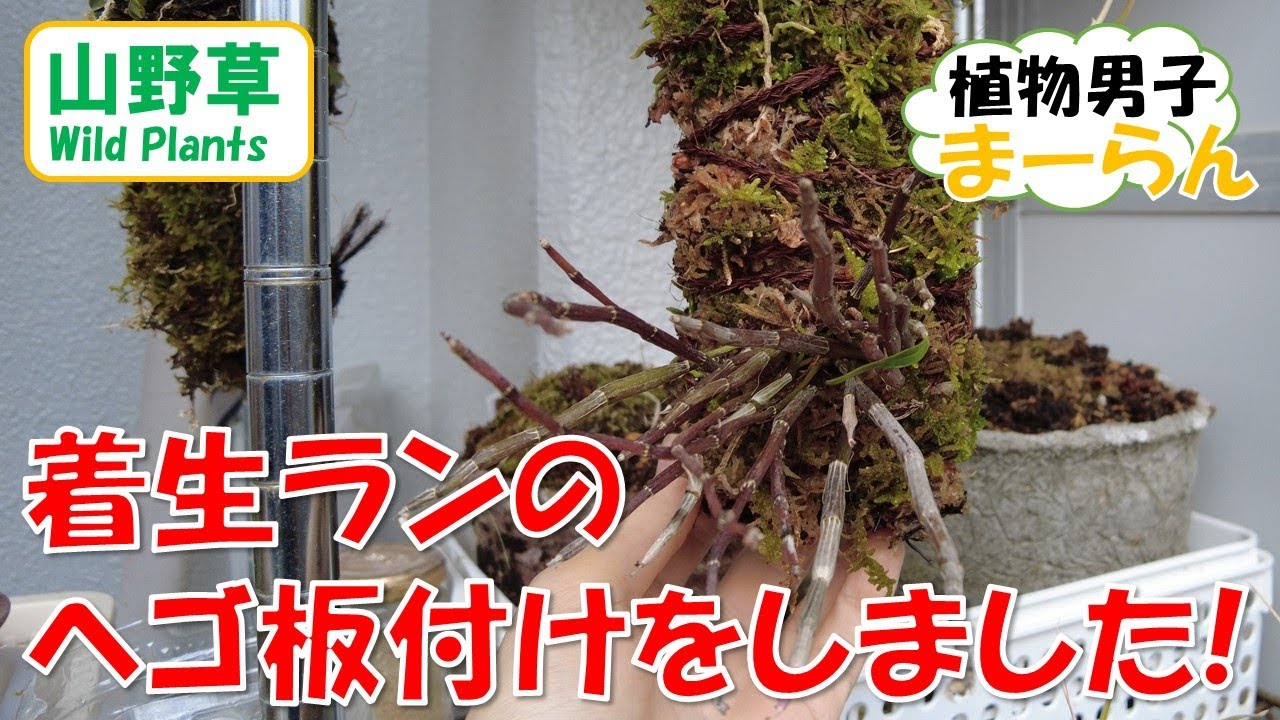 着生ランのヘゴ板付けをしました。セッコクとムカデランのヘゴ板付け。