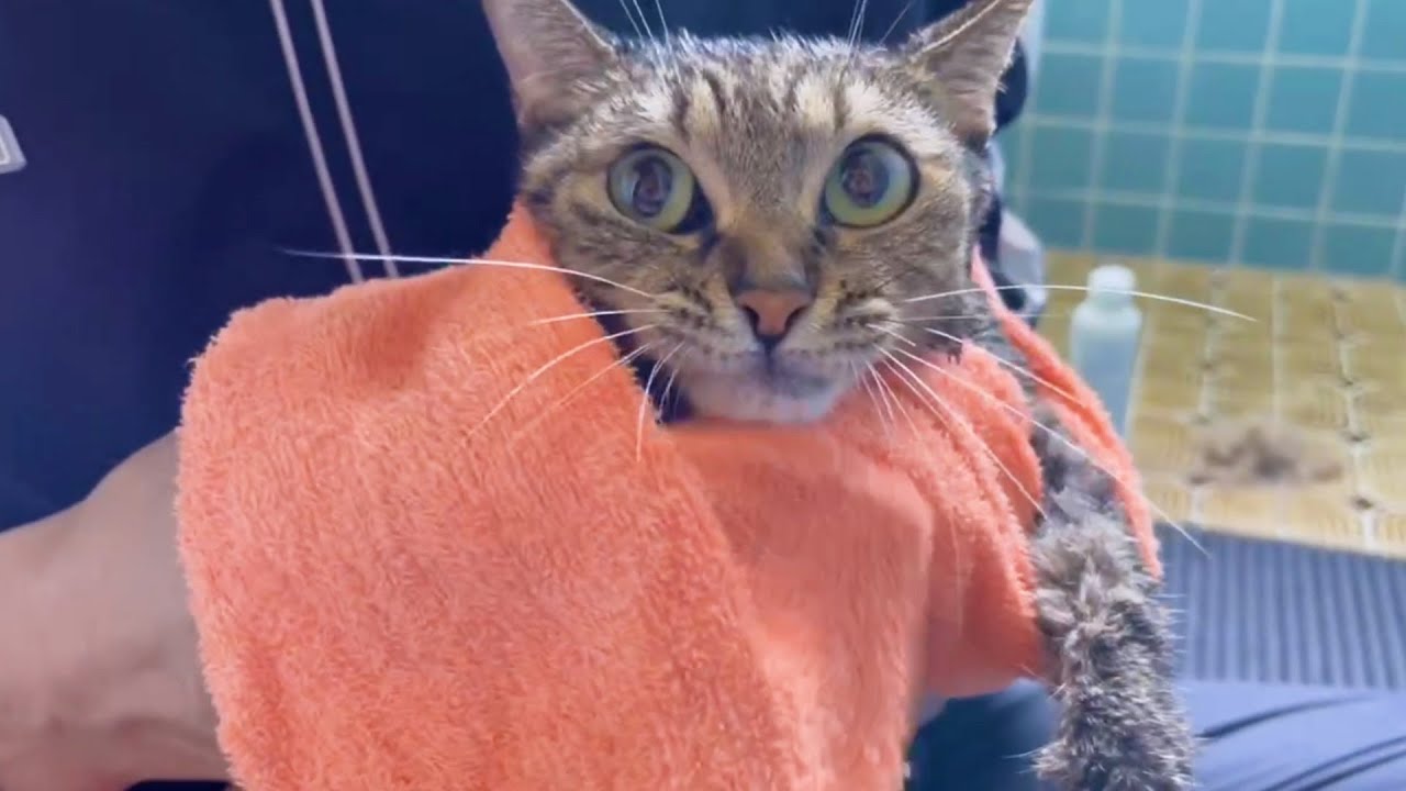お風呂はイヤだけど逃げださない頑張り屋さんな猫
