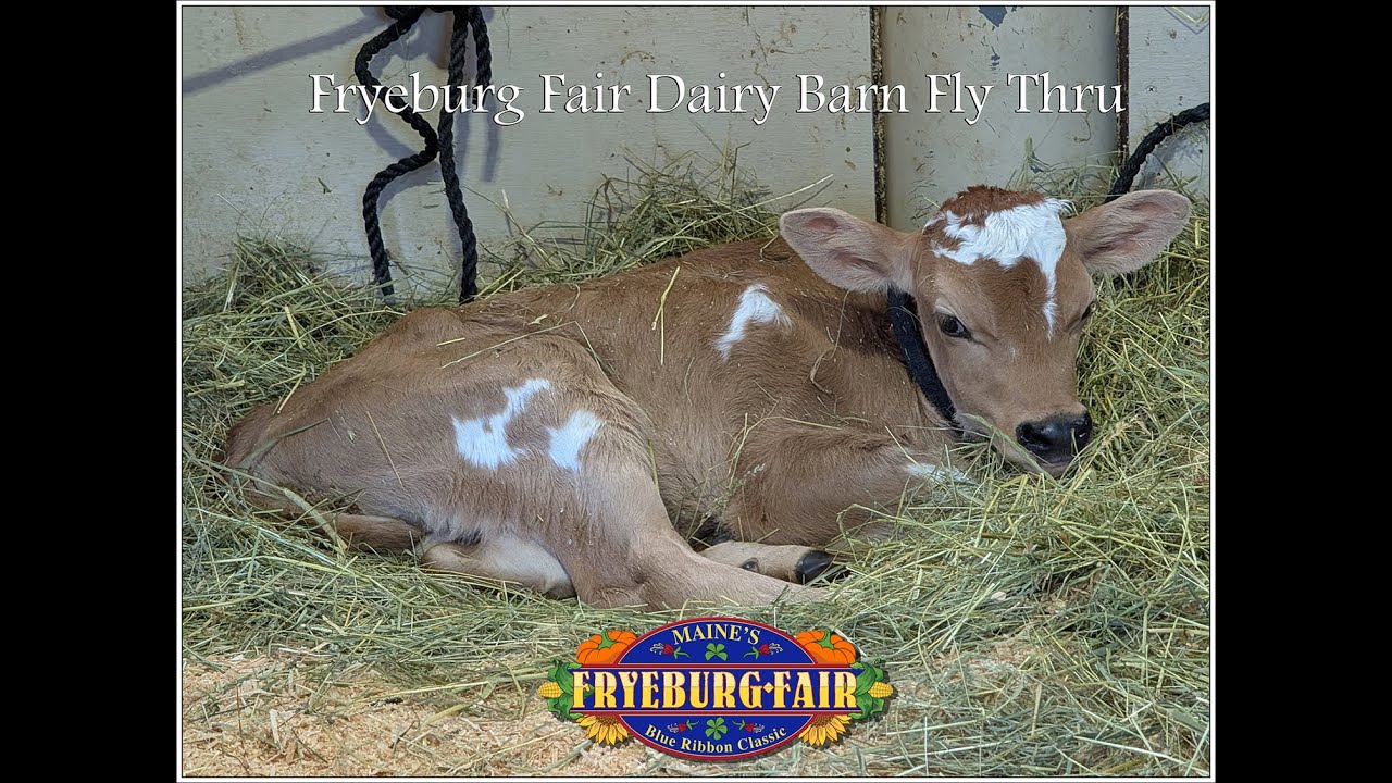 Fryeburg Fair Dairy Barn Fly Through