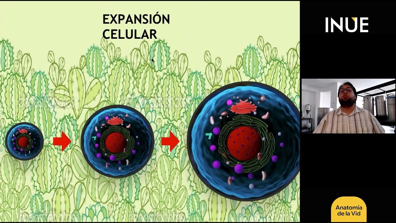 viticultura y enolog&iacute;a ANATOMIA VID vino vinificaci&oacute;n uvas para vino