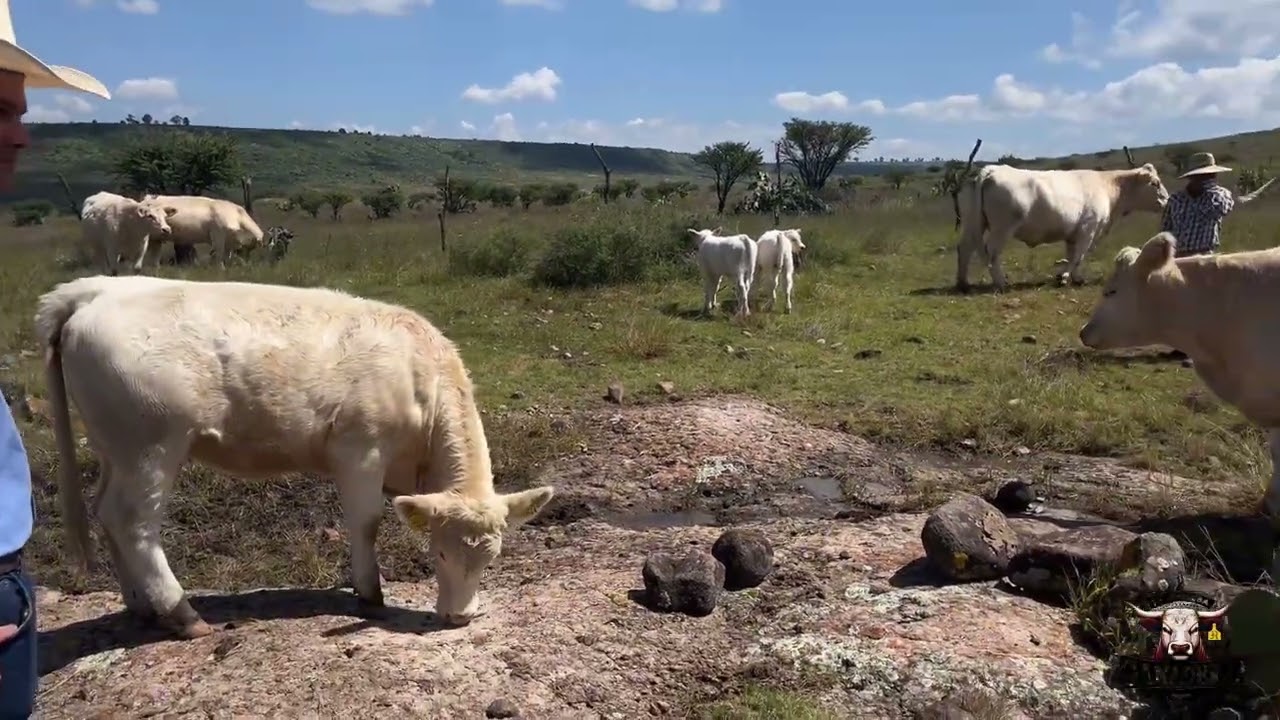 CHAROLAIS UNA RAZA PRECOZ con Rancho Las Cuevas 