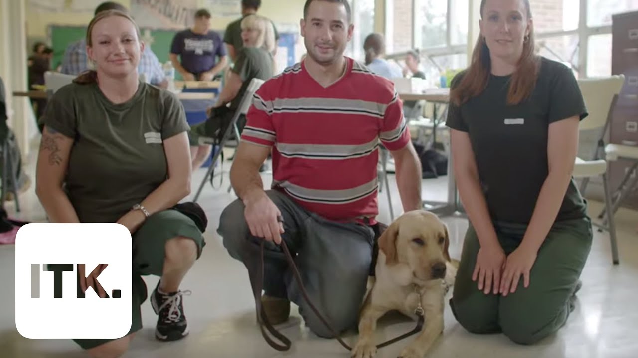 These service dogs trained in prison help first responders and war veteran heal