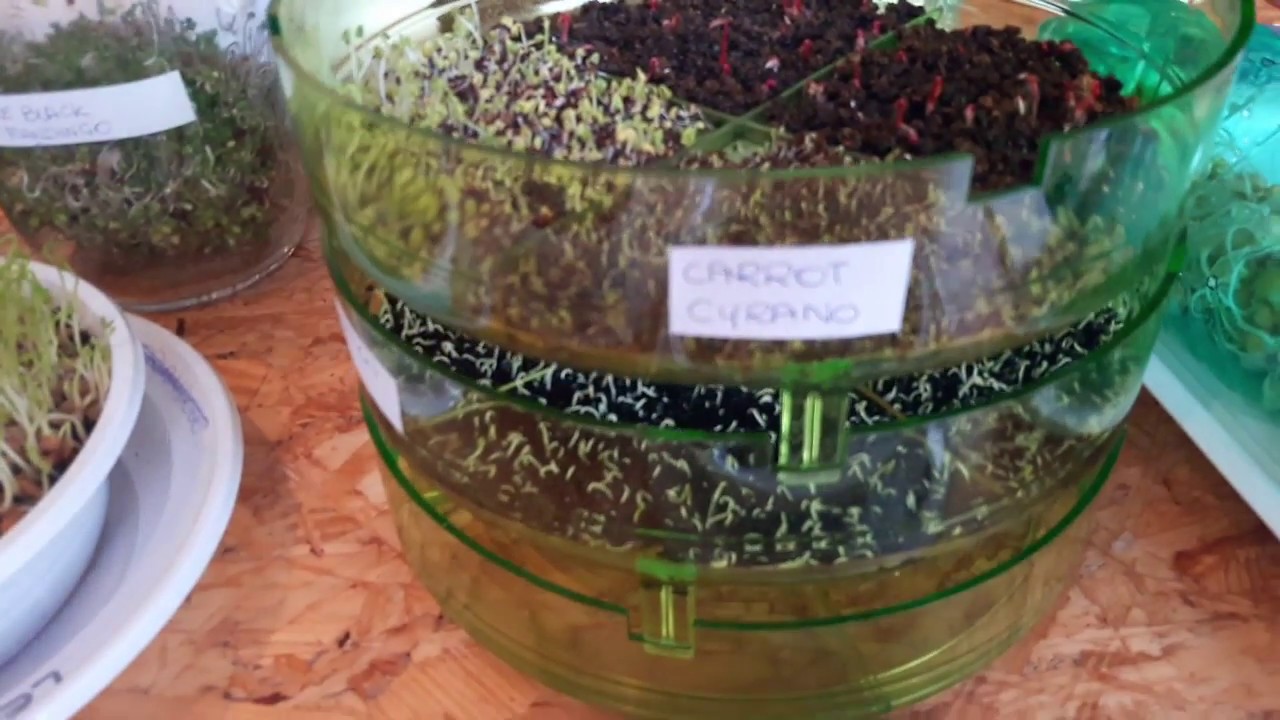 Di cosa abbiamo bisogno per produrre germogli e microgreen?