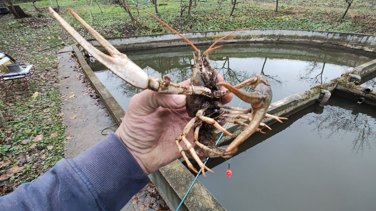 PĂSTRĂVI🐬CRAPI🐟RACI🦞🦞
