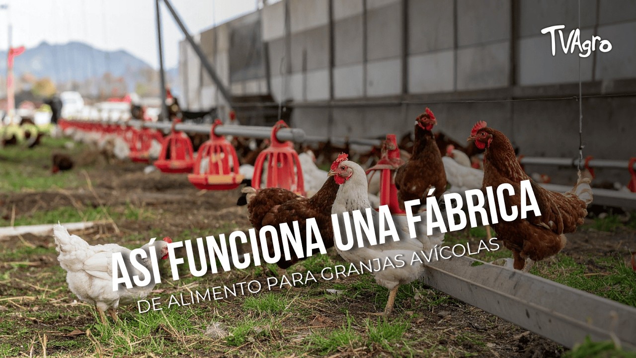 Así funciona una fábrica de alimento para granjas avícolas - TvAgro por Juan Gonzalo Angel