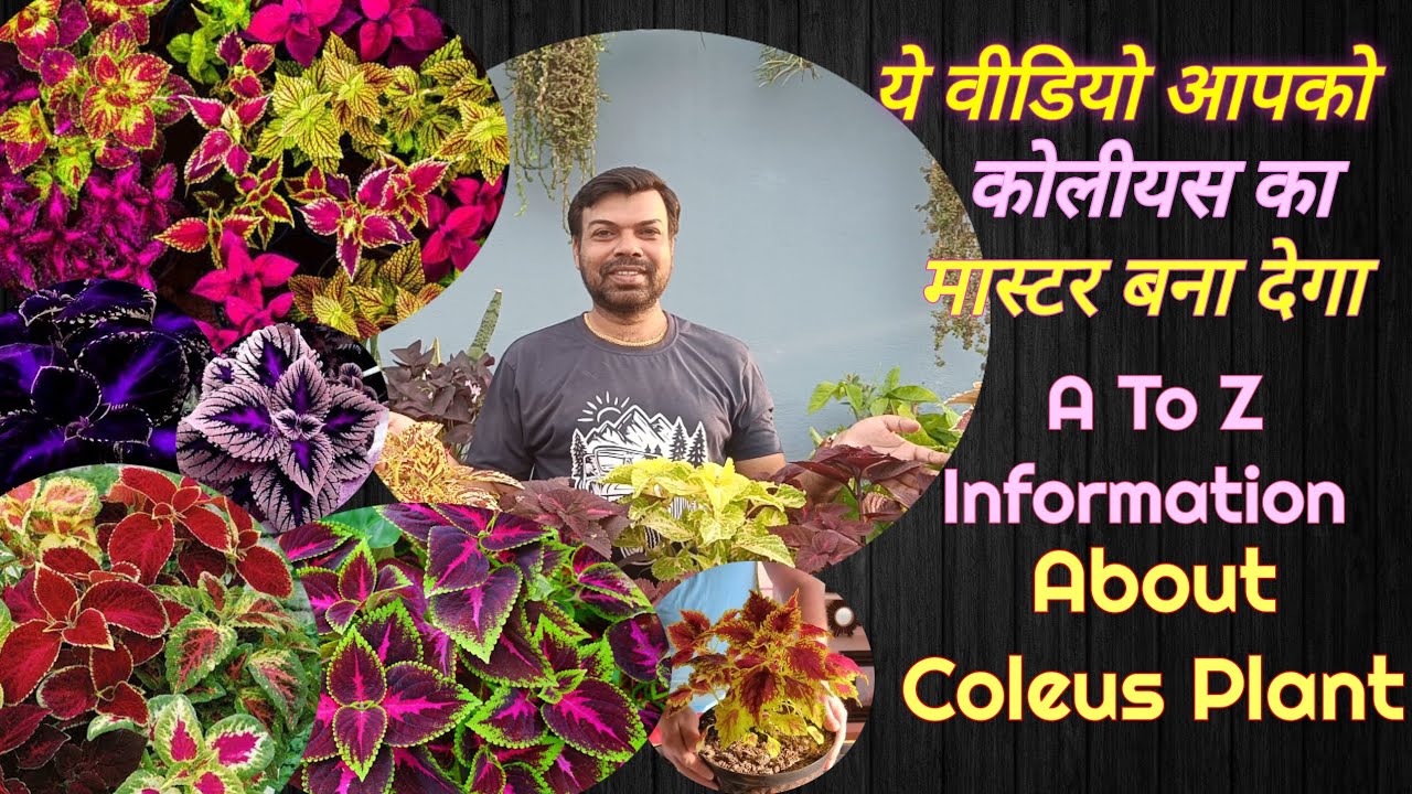 Coleus Plant Care Tips & Propagation/Coleus Plant Veraities/ कोलियस की संपूर्ण जानकारी