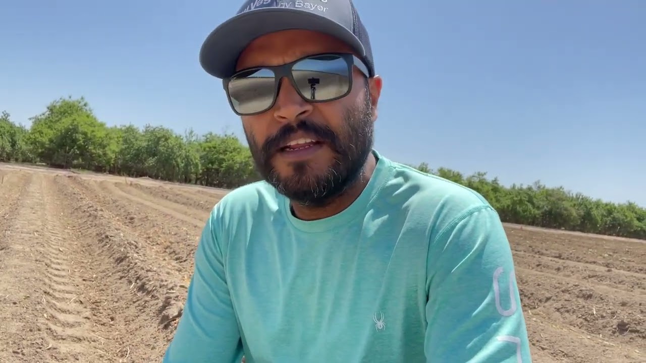 Melon testing in Central Valley California