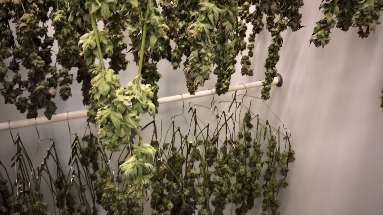 Craft Cannabis demo - Buckmaster Pro