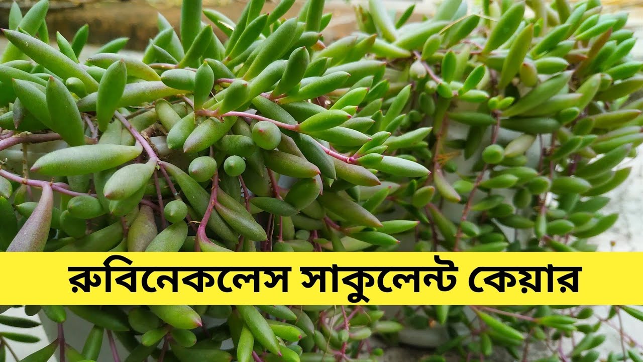 Ruby Necklace Succulent Care