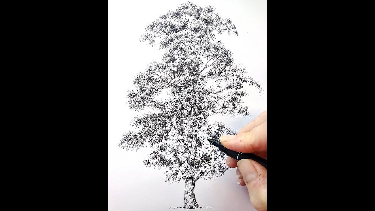 Pen and Ink Illustrations of Trees by Botanical Illustrator Lizzie Harper